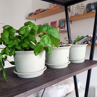 My dead house plants are currently named Rebecca.